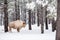 White Buffalo in Forest