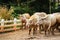 white buffaloes in herd