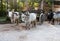 White buffaloes stand harnessed to a cart in a safari park in Thailand