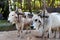 White buffaloes stand harnessed to a cart in a safari park in Thailand