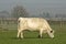 White Bull Grazing in Field