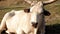 White bull on a green meadow