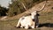 White bull on a green meadow