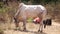 A white bull with a large white hump on its back in the Indian village of Arambol