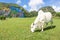 White bull resting and grazing on meadow in Val Vinales Cuba