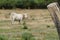 White bull standing in french field behind gate