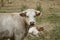 White bull standing in french field looking in camera