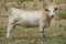 White bull standing in french field looking in camera