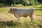 White bull standing at the pasture. Single cattle animal on a meadow.