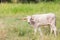 The white bull stood staring, with curiosity in the meadow green