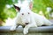 White bull terrier dog on concrete