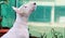 White Bull Terrier dog looking up in the garden of a house