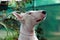White Bull Terrier dog looking up in the garden of a house