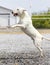 White bull terrier jumping in the rocks