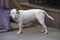 White bull terrier on a leash waiting for the owner