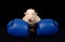 White Bull Terrier puppy in boxing gloves over black