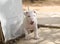 White bull terrier puppy exploring outside