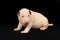 White Bull Terrier puppy over black background