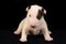 White Bull Terrier puppy over black background