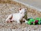 White bull terrier puppy in the rocks with a toy