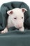 White bull terrier puppy under a blanket