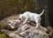 White bull terrier on a rock