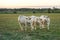 White bulls grazing in green meadow when the sun goes down in Bourgogne. France, Burgundy.