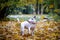 White bullterrier breed dog with a black spot near the eye plays with autumn leaves in the park