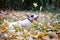 White bullterrier breed dog with a black spot near the eye plays with autumn leaves in the park