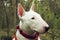 White Bullterrier on nature