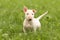 White Bullterrier Puppy