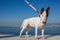 White Bullterrier standing