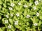 White bunchberry flowers (Cornus canadensis) along hiking trail to Western Brook Pond