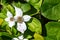 White Bunchberry Flowers and Green Leaves