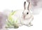 White bunny on an isolated white background, watercolor fluffy bunny, greeting card