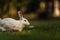 White Bunny laying on grass