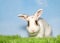 White bunny rabbit with brown spots sitting in grass