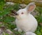 White bunny rabbit in green grasses