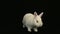 White bunny rabbit sniffing around