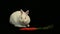 White bunny rabbit sniffing around a carrot