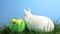 White bunny rabbit sniffing around the grass and basket of easter eggs