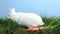 White bunny rabbit sniffing around the grass with some carrots