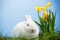 White bunny sitting beside easter eggs resting in daffodils