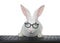 White bunny wearing glasses on computer keyboard