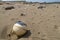 White buoy on a beach