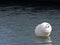 White buoy floating in the port