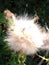 White burdock seed,soft and cute