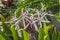 White Burgundy Giant Spider Lily Crinum Amabile Flowers Honlulu Hawaii