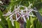 White Burgundy Giant Spider Lily Crinum Amabile Flowers Honlulu Hawaii