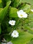 White burhead blossoms